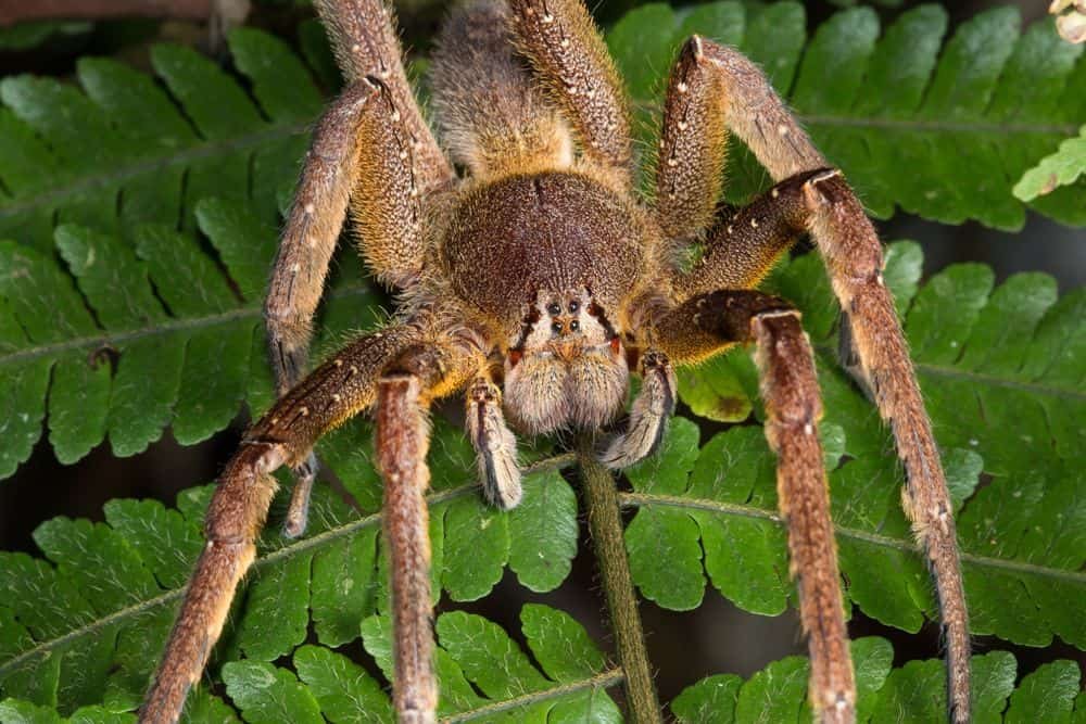 Poisonous Brazilian Wandering Spider