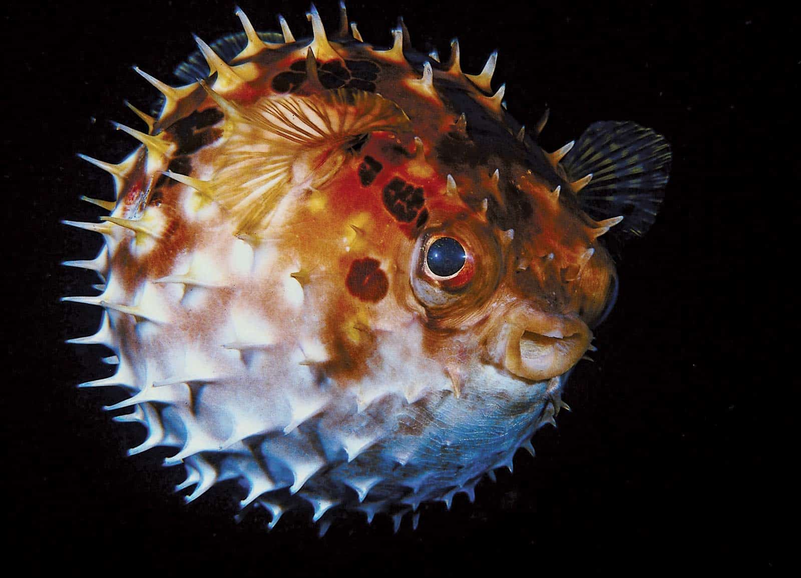 Puffer-Fish summaawaa